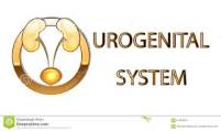 Urogenitaal systeem